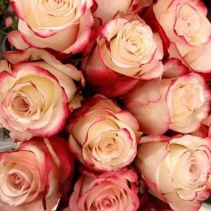 Meet your Posher, Zainep